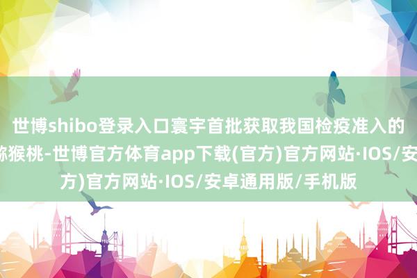 世博shibo登录入口寰宇首批获取我国检疫准入的新西兰鲜食软枣猕猴桃-世博官方体育app下载(官方)官方网站·IOS/安卓通用版/手机版