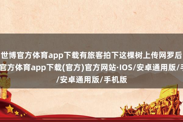 世博官方体育app下载有旅客拍下这棵树上传网罗后-世博官方体育app下载(官方)官方网站·IOS/安卓通用版/手机版