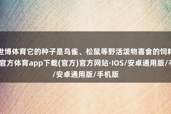 世博体育它的种子是鸟雀、松鼠等野活泼物喜食的饲料-世博官方体育app下载(官方)官方网站·IOS/安卓通用版/手机版