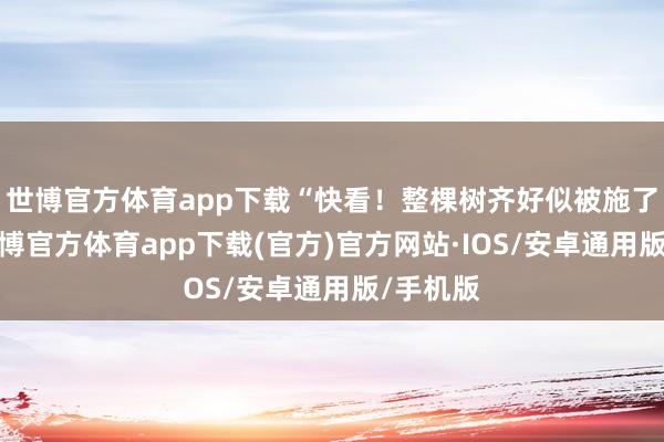 世博官方体育app下载“快看！整棵树齐好似被施了魔法-世博官方体育app下载(官方)官方网站·IOS/安卓通用版/手机版